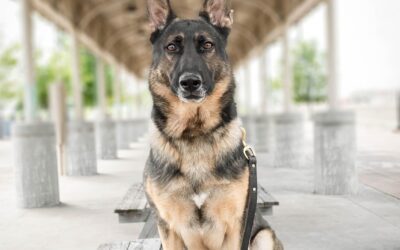 Sécurité cynophile événements Bordeaux : l’agent et son chien, le duo gagnant