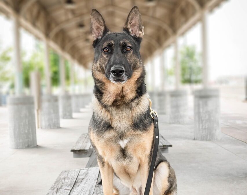 Sécurité cynophile événements Bordeaux : l’agent et son chien, le duo gagnant