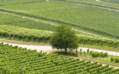 Sécurité des domaines viticoles en Gironde : protéger un patrimoine d’exception